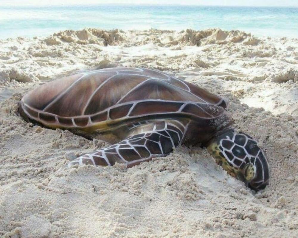 Sea turtles are always an impressive sight, even when it’s body art
